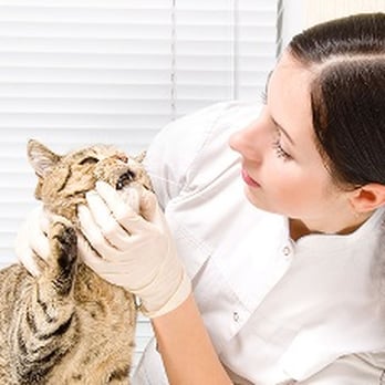 TENDER LOVING CARE ANIMAL HOSPITAL - Updated January 2025 - 1633 S 