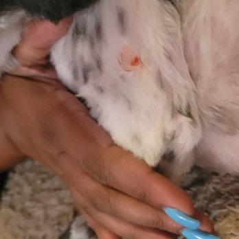 C C Pet Spa - More pictures! Supposedly my "nails" did this to my puppy!!! - Pet Groomers Near Me - Richmond, Virginia C C Pet Spa - More pictures! Supposedly my "nails" did this to my puppy!!! - Pet Groomers Near Me - Richmond, Virginia