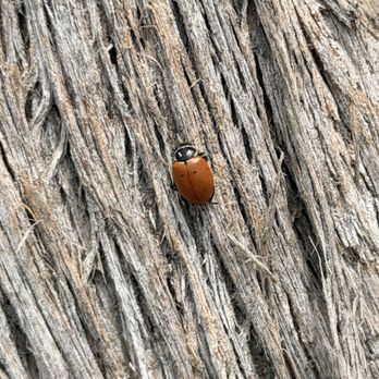 Leadbetter Beach - One ladybug saved - Beaches Near Me - Santa Barbara, California Leadbetter Beach - One ladybug saved - Beaches Near Me - Santa Barbara, California
