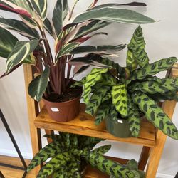 Deeply Rooted - Some of our stock