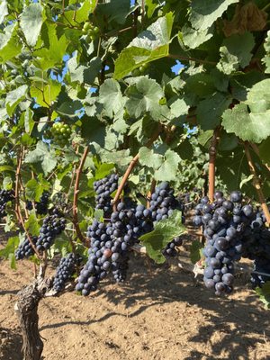 Alloro Vineyard by null