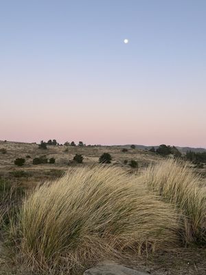 Limantour Beach by null
