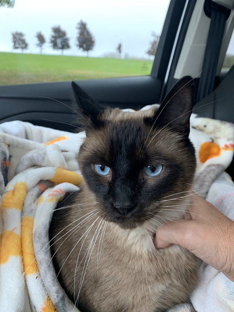 RANDOLPH VETERINARY CLINIC 11 Reviews 12400 W Main Street Rd