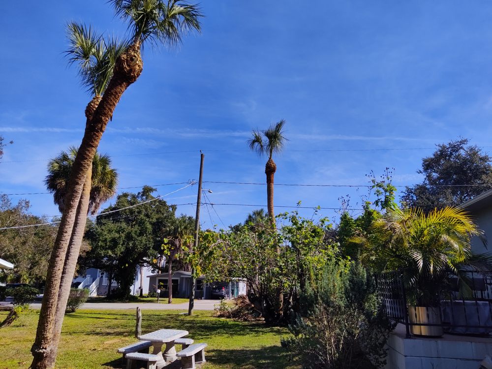 A Tree Surgeons Enterprise - tree service in Tampa, FL