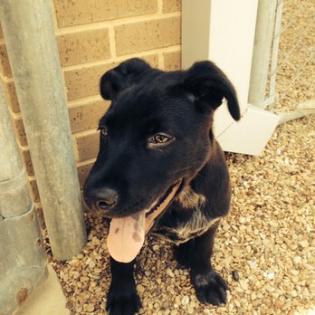 Central YMCA Family Center - One of the adopted dogs at Arlington Animal Services. - Child Care & Day Care Near Me - Arlington, Texas Central YMCA Family Center - One of the adopted dogs at Arlington Animal Services. - Child Care & Day Care Near Me - Arlington, Texas