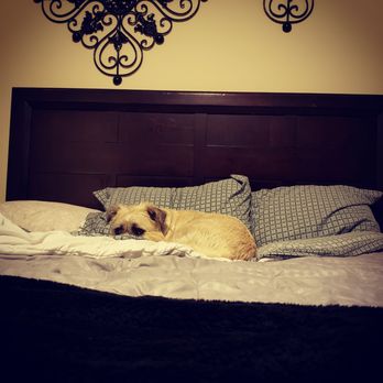 Dog Code Training - Pet Training Near Me