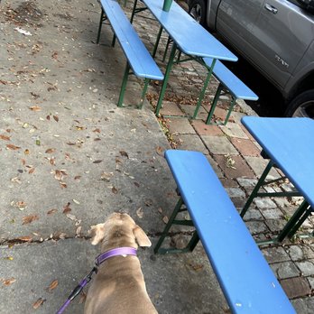 The Prytania Bar - a dog on a leash in front of a row of blue picnic tables - Bars Near Me - New Orleans, Louisiana The Prytania Bar - a dog on a leash in front of a row of blue picnic tables - Bars Near Me - New Orleans, Louisiana