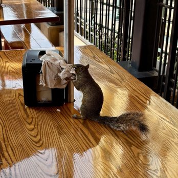 BaseLine Tap House - Squirrel stealing napkins for its nest - Lounges Near Me - Lake Buena Vista, Florida
