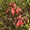 Denison Pequotsepos Nature Center gift card