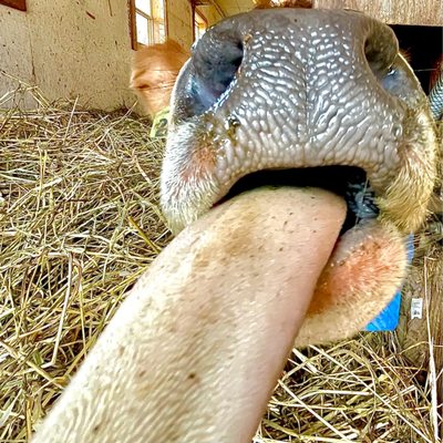 Freedom Hill Farm by null