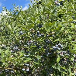 Williams Blueberry Farm