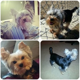 Follow us on instagram! @HenrikZetterdog aka Hank the Yorkie with his new haircut compliments of Casey. So happy! Follow us on instagram! @HenrikZetterdog aka Hank the Yorkie with his new haircut compliments of Casey. So happy!