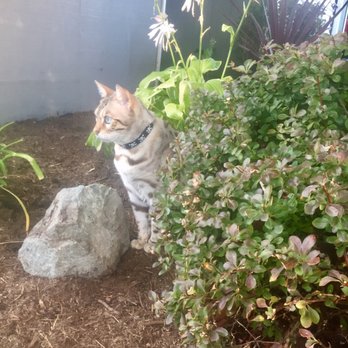 Dill Animal Hospital - Winnie loving the fresh air! - Veterinarians Near Me - Milton, Washington Dill Animal Hospital - Winnie loving the fresh air! - Veterinarians Near Me - Milton, Washington