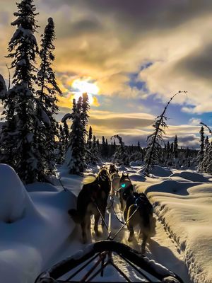 Alaska Homestead Adventures by null