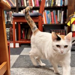 Bookhaven