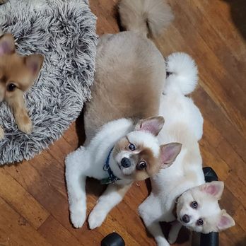 Posh Pooch - Look at me - Pet Groomers Near Me - Woodside, New York