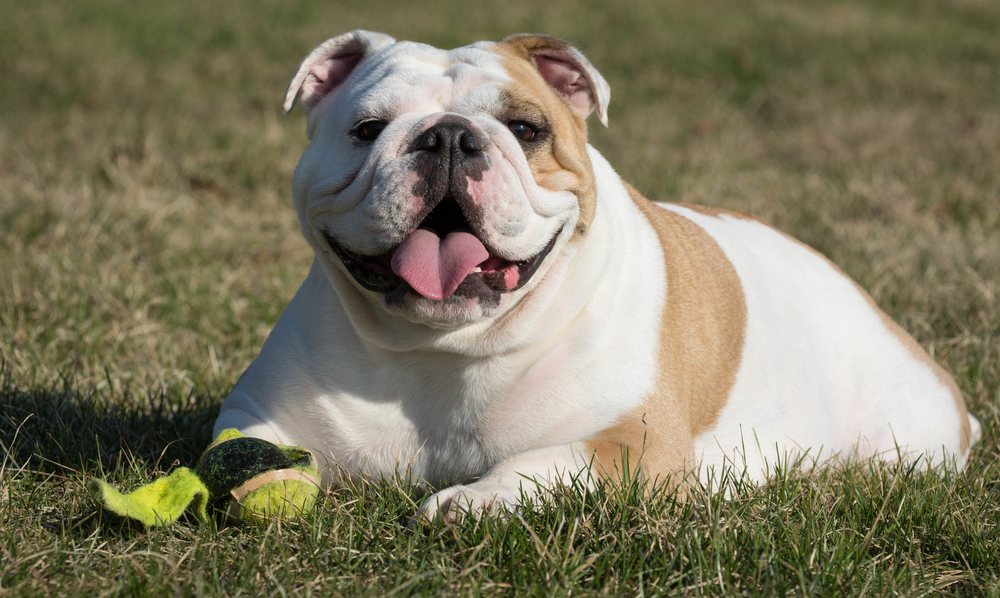 Guardian Pet Watch - pet boarding facility in Collierville, TN
