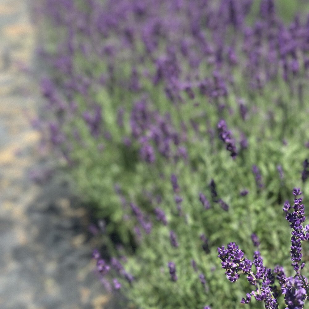 Beautiful fields! Beautiful fields!