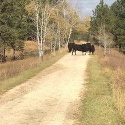 Rabbit Bicycle & Repair - Slight cow-tour.