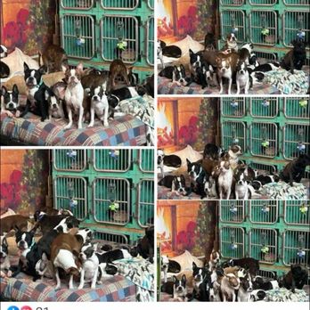 Brenda's Boston's - Puppy mill - Pet Breeders Near Me Brenda's Boston's - Puppy mill - Pet Breeders Near Me