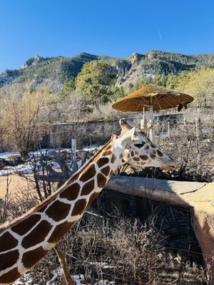 Cheyenne Mountain Zoo by null