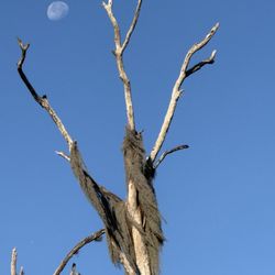 La Chua Trail - Reach for the moon!