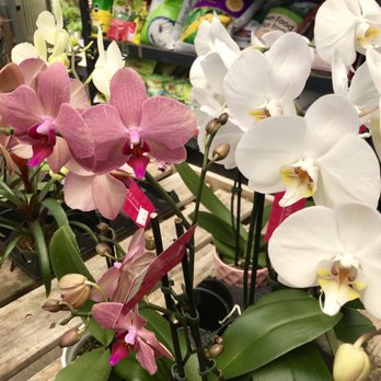 Girouard's Nursery and Greenhouse - Orchids - Nurseries & Gardening Near Me - Broussard, Louisiana Girouard's Nursery and Greenhouse - Orchids - Nurseries & Gardening Near Me - Broussard, Louisiana