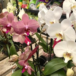 Girouard's Nursery and Greenhouse - Orchids