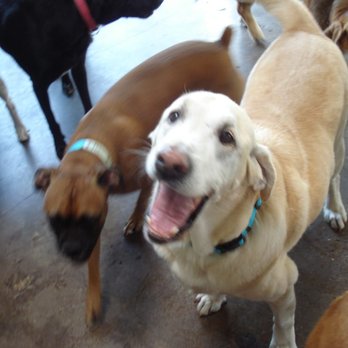 Ruffit - Preston Forest by CityVet - Pet Groomers Near Me - Dallas, Texas