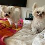 Photo of QQ Pets Grooming