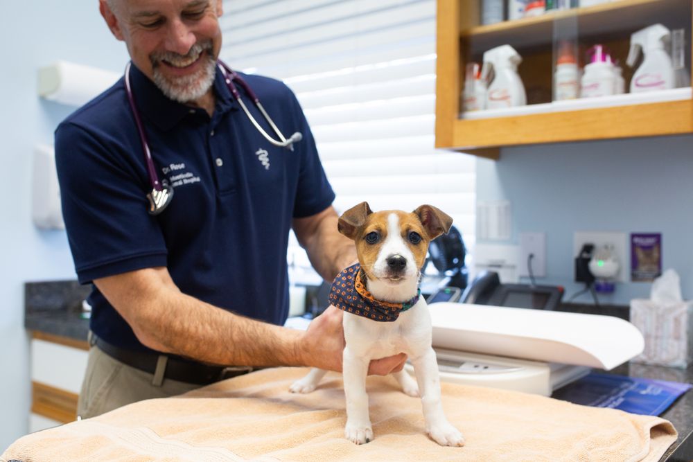 MONTICELLO ANIMAL HOSPITAL Updated September 2024 38 Reviews 1193