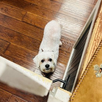 Doggie Designs - My boy Axel - Pet Groomers Near Me - Vacaville, California