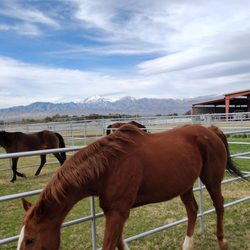 Willowbrook Equestrian Center & Riding Club