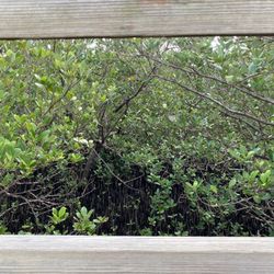 Ponce Preserve