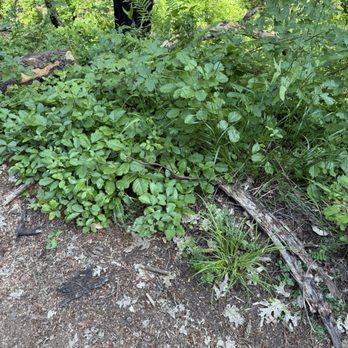 Bothe-Napa Valley State Park - Tons of poison oak everywhere on the trail, so be careful - Parks Near Me - Calistoga, California Bothe-Napa Valley State Park - Tons of poison oak everywhere on the trail, so be careful - Parks Near Me - Calistoga, California