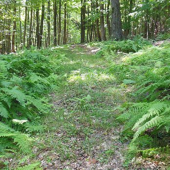 Tranquility Trails - Fern trail - Campgrounds Near Me - Wellsville, American Samoa Tranquility Trails - Fern trail - Campgrounds Near Me - Wellsville, American Samoa