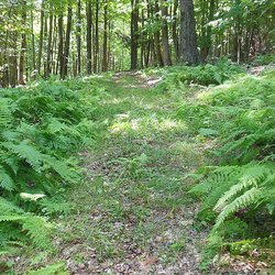Tranquility Trails - Fern trail