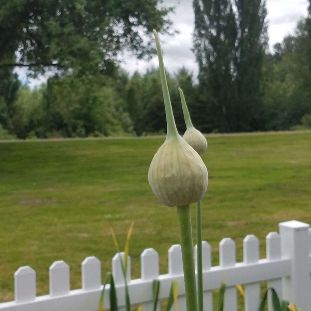 Neely-Soames Historic Homestead - Weird onion looking thing ((totally don't remember what the sign said)) - Parks Near Me - Kent, Washington Neely-Soames Historic Homestead - Weird onion looking thing ((totally don't remember what the sign said)) - Parks Near Me - Kent, Washington