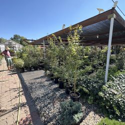 New Life Nursery - Prices vary