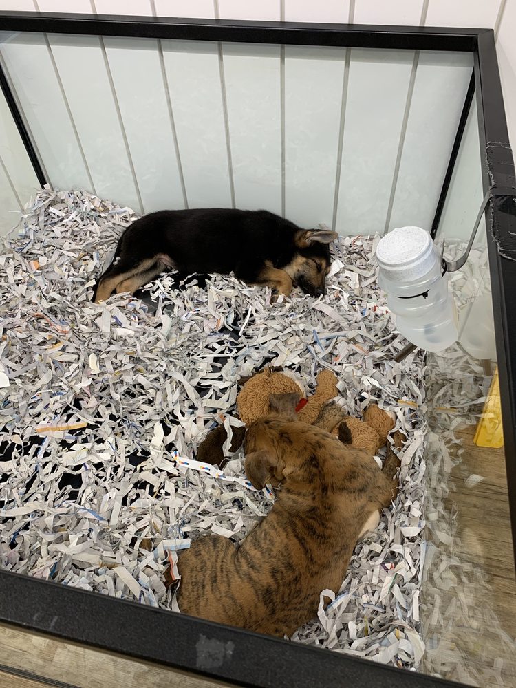 THE PUPPY STORE CLOSED 1302 Redwood Rd, Saratoga Springs, Utah Pet Stores Phone Number