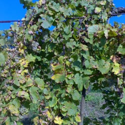 Weingut Klostermühle Becker u. Held