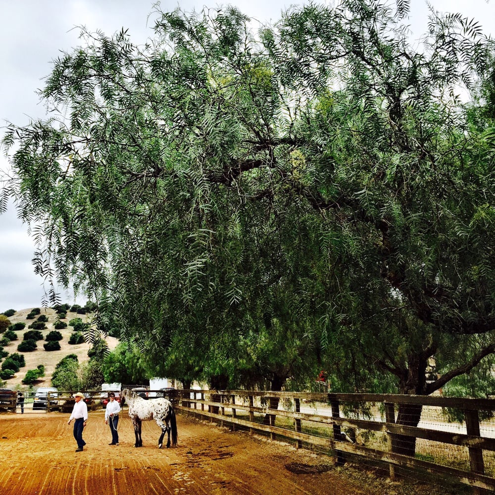 HORSE SPIRIT RANCH Updated October 2024 3712 Valle Del Sol, Bonsall