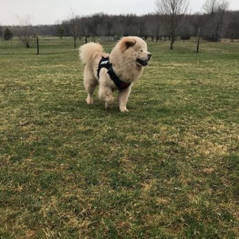 Conneaut Lake Bark Park - Bálor had a great time. - Dog Parks Near Me - Conneaut Lake, Pennsylvania Conneaut Lake Bark Park - Bálor had a great time. - Dog Parks Near Me - Conneaut Lake, Pennsylvania