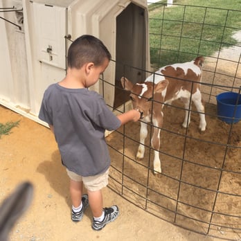 Simply Natural Creamery - Baby cow to pet - Ice Cream & Frozen Yogurt Near Me - Ayden, North Carolina Simply Natural Creamery - Baby cow to pet - Ice Cream & Frozen Yogurt Near Me - Ayden, North Carolina