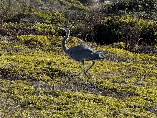 Pigeon Point Light Station State Historic Park by null