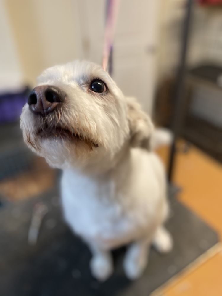 Pet Grooming In Delaware County Reference: Jen S Grooming Updated April 2025 Laurel Delaware Pet Groomers