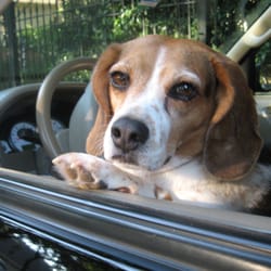Four Paws Companions - Shyloh Olivia Lee Quinn