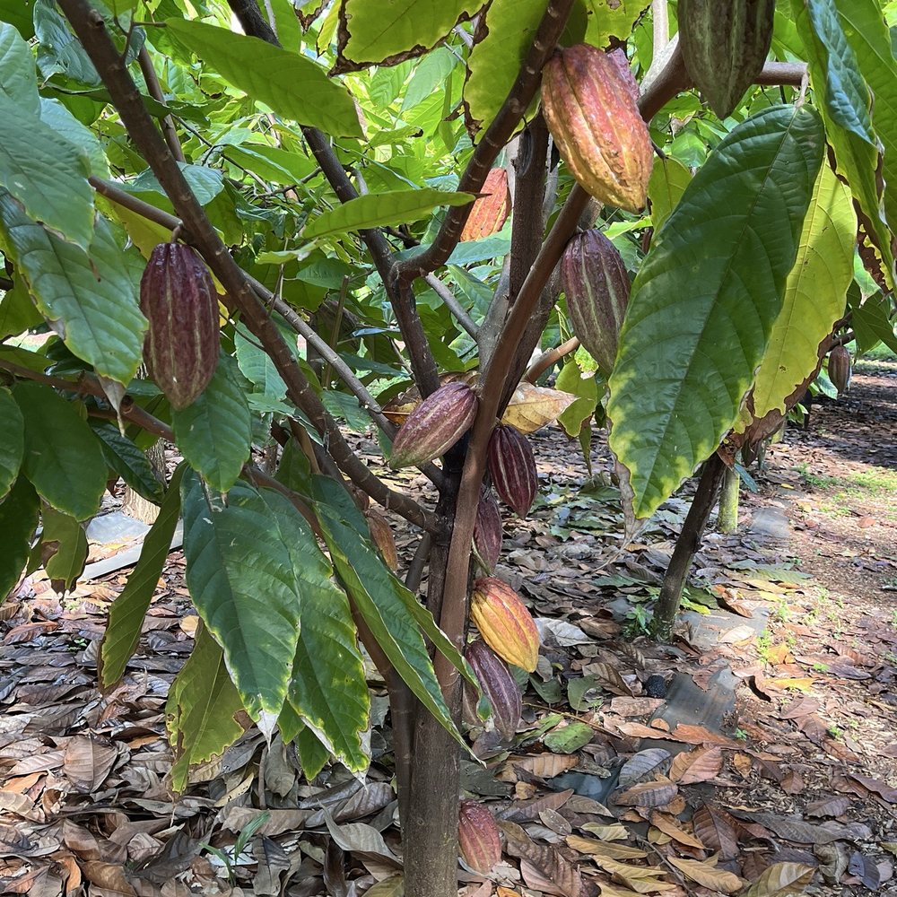 Kamananui Cacao Orchards - Attraction Farms Near Me - Waialua, Hawaii Kamananui Cacao Orchards - Attraction Farms Near Me - Waialua, Hawaii