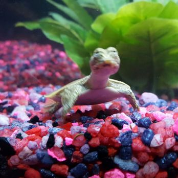 DD Fish-Pets - Local Fish Stores Near Me - Santa Ana, California DD Fish-Pets - Local Fish Stores Near Me - Santa Ana, California