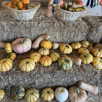 Tina's Pumpkin Patch - Pumpkin Patches Near Me - Sherman Oaks, California Tina's Pumpkin Patch - Pumpkin Patches Near Me - Sherman Oaks, California